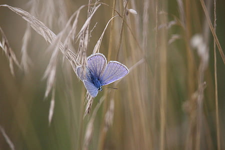 Метелик, поширених синьо, Зернові, трава, Загальні bläuling, Адоніс синій, Природа