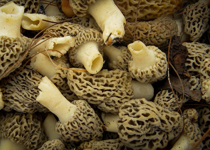 гриби, зморшки, Природа, харчові, Гриб, свіжі, коричневий
