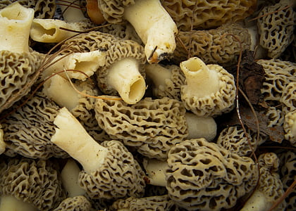 gljive, Morel, priroda, jestivi, gljiva, svježe, smeđa