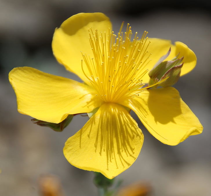 Steingarten, Blüte, Bloom, gelb, gelbe Blume