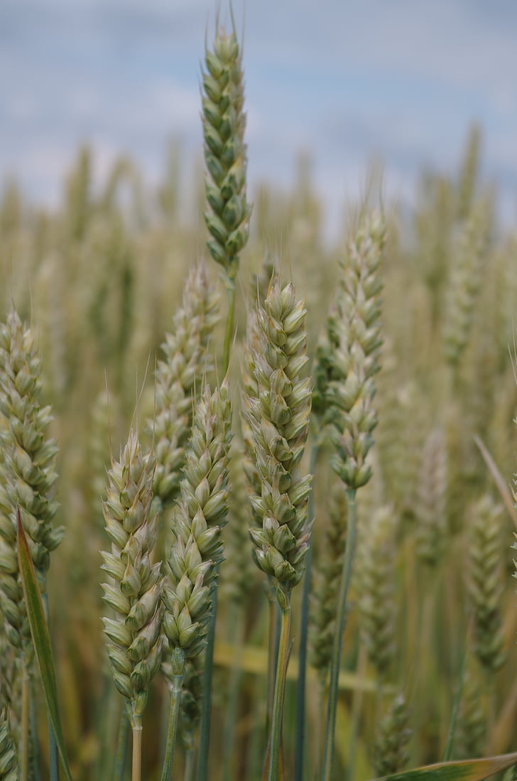 the grain, field, barley