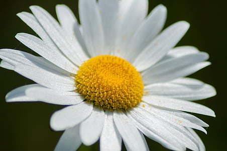 kwiat, Natura, makro, ogród, biały, pyłek