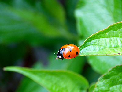 Mariquita, Escarabajo de la, jardín, rojo, visto, hoja, naturaleza