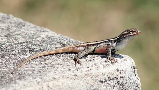 texas rose-bellied lizard, rock, macro, close-up, nature, outside