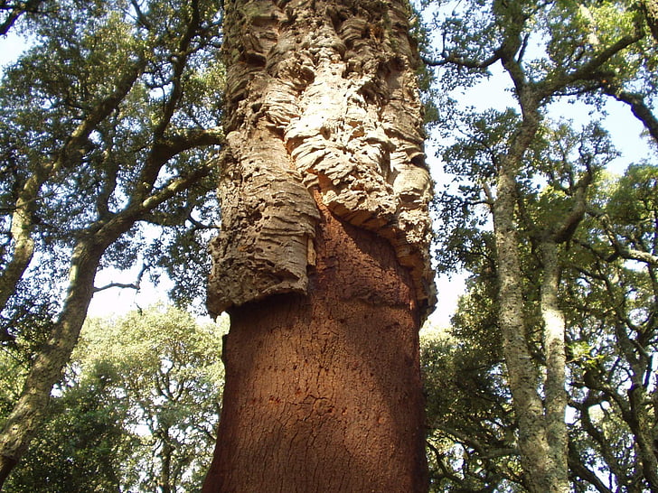 Cork, bark, träd, Sardinien, naturen, skogen