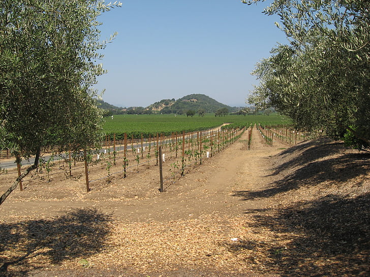 vynuogių auginimo, Napos, vynmedžių kieme, vynuogių, Amerikos vynuogynas, vynuogynas, vynuogininkystė