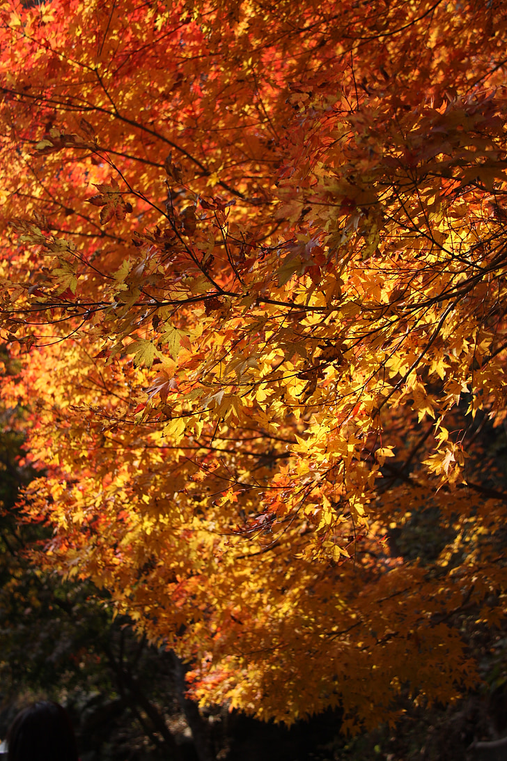 rudenį, rudeniniai lapai, lapų, medienos, medis, Gamta, geltona