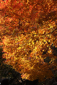 automne, feuilles d’automne, feuille, bois, arbre, nature, jaune
