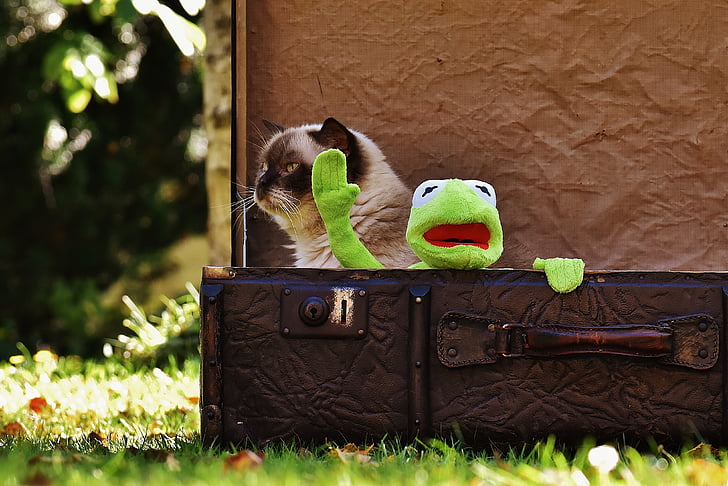 Kermit, gat, gat britànic de pèl curt, comiat, valent, nens, divertit