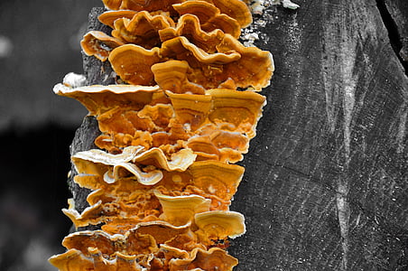 fungo de material inflamável, floresta, madeira