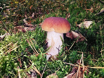mushroom, forest, nature, wild, autumn, moss, poisoning