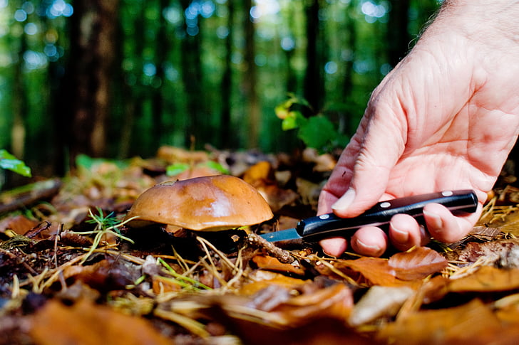 houby, Les, podzim, Německo, Dolní Sasko, Příroda