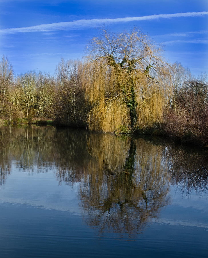Willow tree, Thorney, jezera, Příroda, strom, jezero, voda