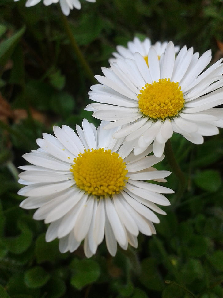 daisy, white, yellow, flower, spring, close, blossom