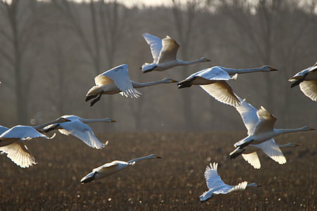 cisne de whooper, pájaro, cisne, arable, campo, aves migratorias, cisnes