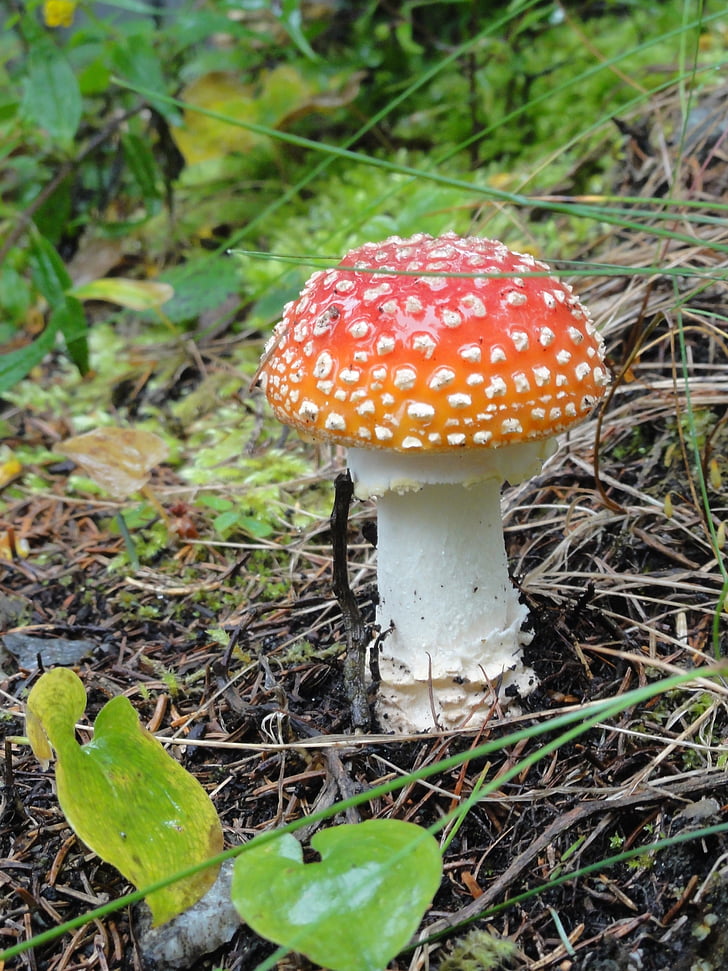 fly agaric, mushroom, forest, autumn, red, gift