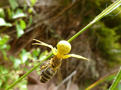 goldenrod ปูแมงมุม, แมงมุม, ผู้ประสบภัย, เหยื่อ, ฮันเตอร์ ansitz, ผึ้ง, apis mellifera