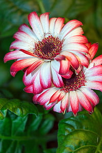 Gerbera, flores de Gerbera, flor, flor hermosa, planta, brillante, Closeup
