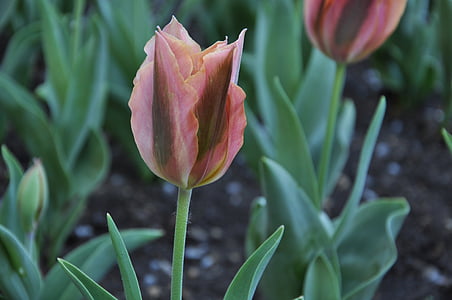 flors, flora, tulipes, Burgas