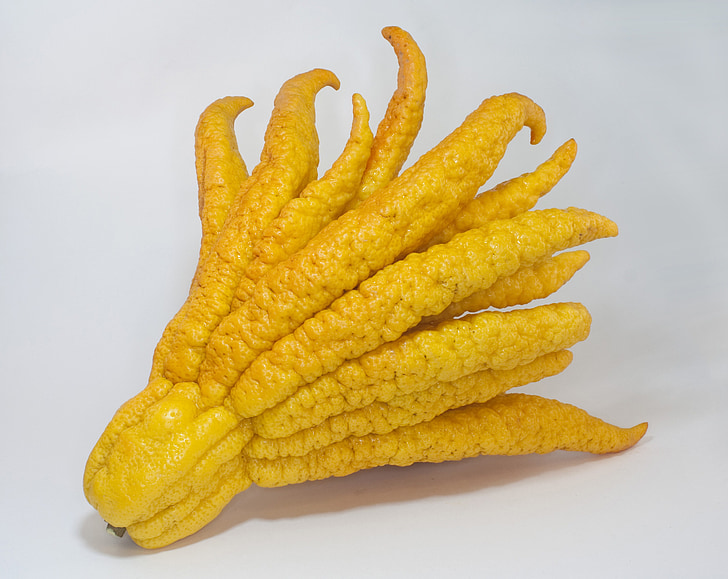 Buddhan käsi, Citron, Citrus, eksoottinen, hedelmät, keltainen, tunnustelin citron