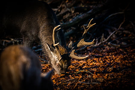 Roe deer, Hirsch, Red deer, rừng, hoang dã, Thiên nhiên, động vật