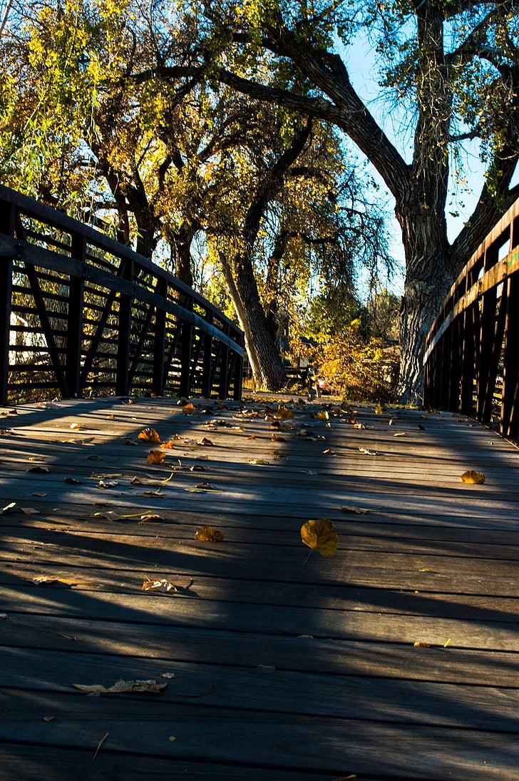 most, jeseni, padec, narave, krajine, listi, Park