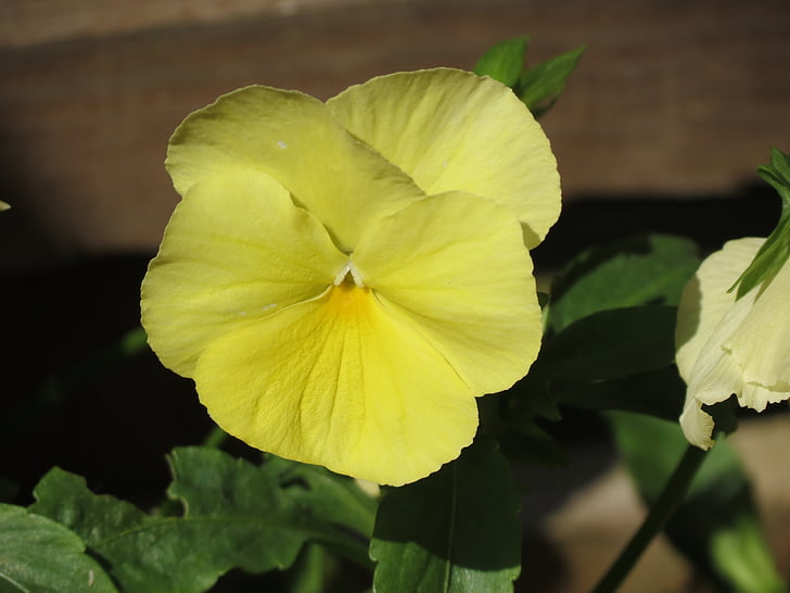flower, summer, yellow
