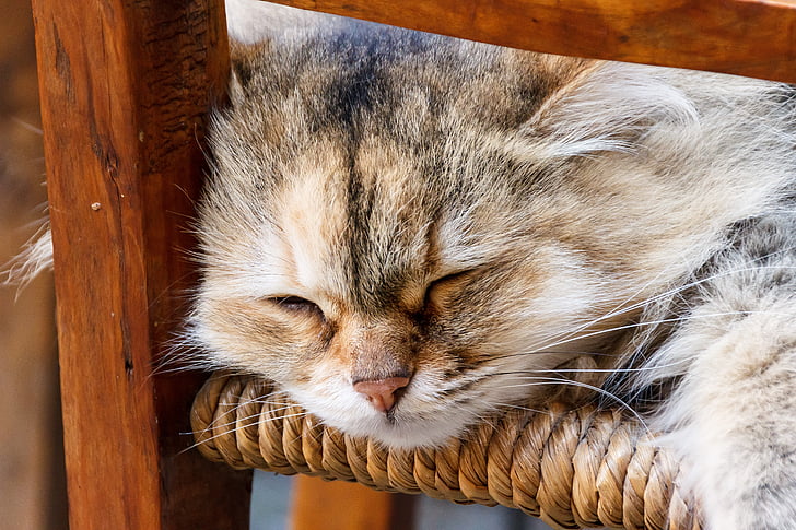 cat, lying, lazy, rest, german longhaired pointer, chair, domestic Cat