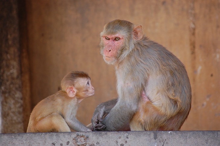 monkey, look, mother-child, animal