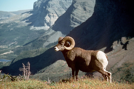 fåren, stora horn, bergen, vilda djur, naturen, RAM-minne, hane
