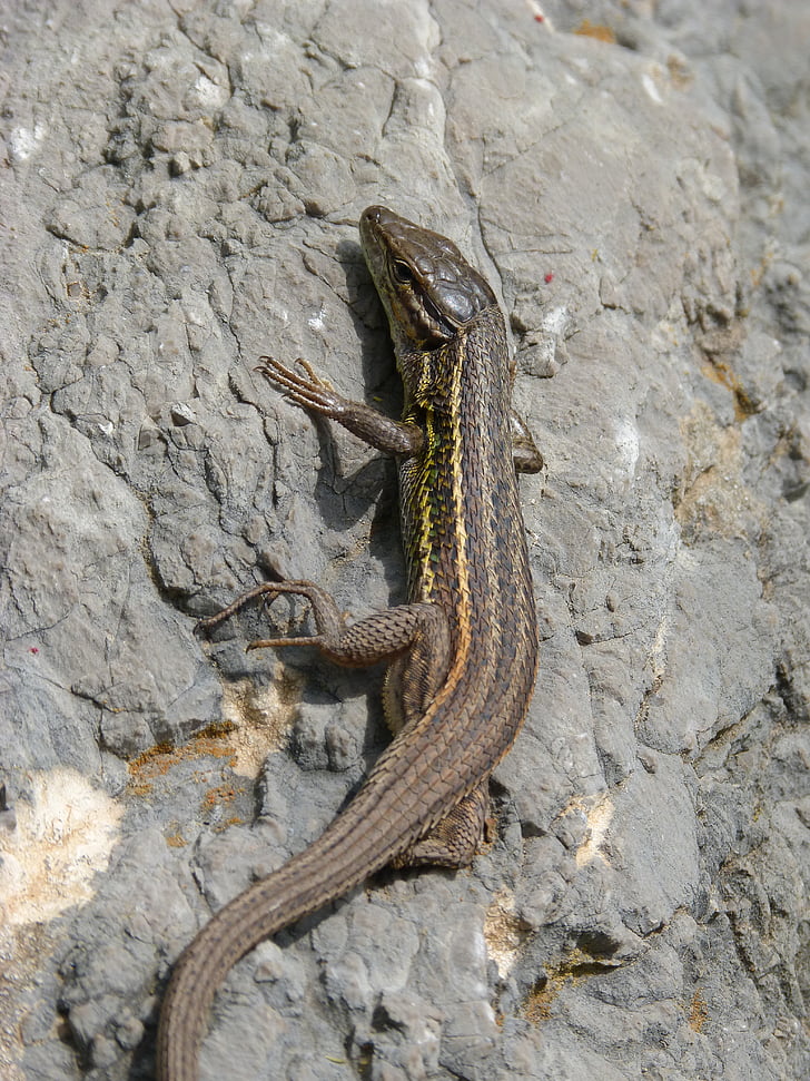 lizard, sargantana, scales, detail, rock, reptiles