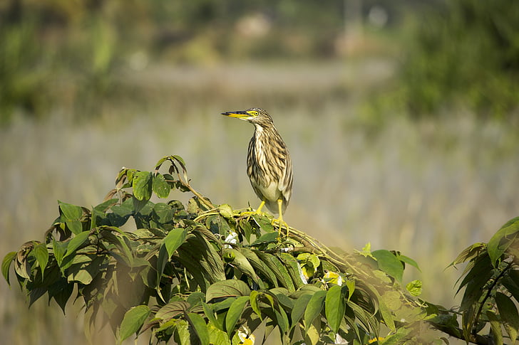 burung, sendirian, alam, salah satu, liar, langit, satwa liar