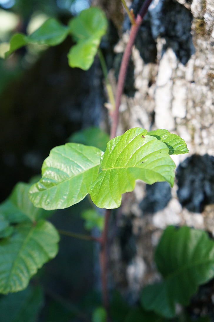 Poison oak, listy, strom, dubové listí, dub, závod, přírodní