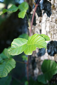 Carvalho de veneno, folhas, árvore, folhas de carvalho, Carvalho, planta, natural