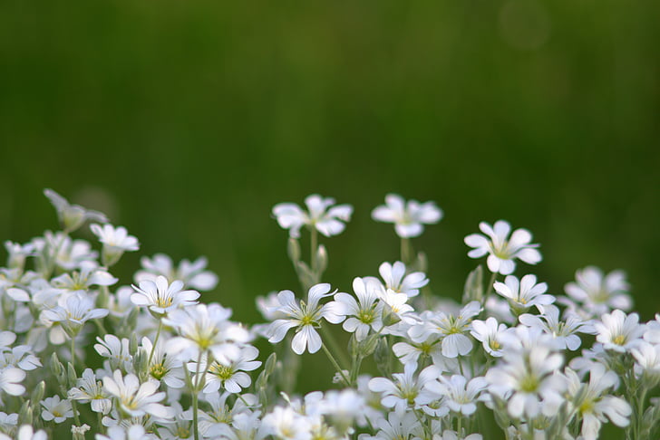 kukat, pienet kukat, valkoinen, kerma, herkkä, Paljon, pieniä
