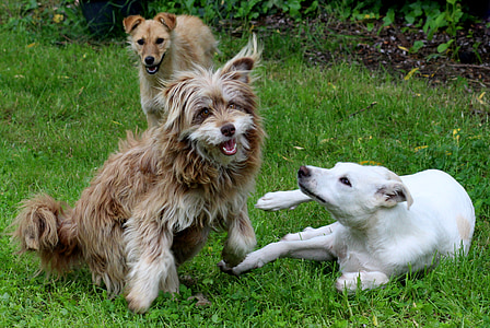 dogs, play, animals, cheerful, friendship, funny