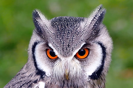 southern white faced owl, birds, owl, white, prey, brown, southern