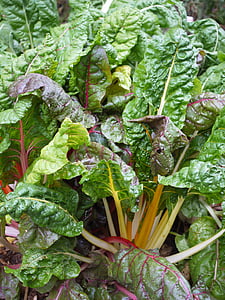 chard, vegetable patch, healthy, frisch, food, vegetables, garden