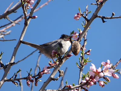 Sylvia melanocephala, tallarol capnegre, uccello, rami fioriti, albero di mandorla, ramo, albero
