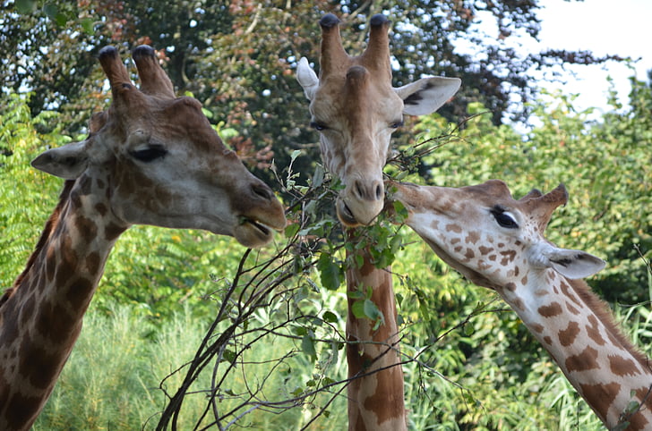 girafa, fam, fulla, zoològic, animal, responsable