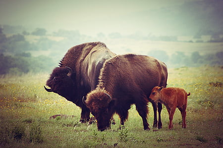 búfalo, becerro, flora y fauna, naturaleza, Bisonte, bebé, hierba