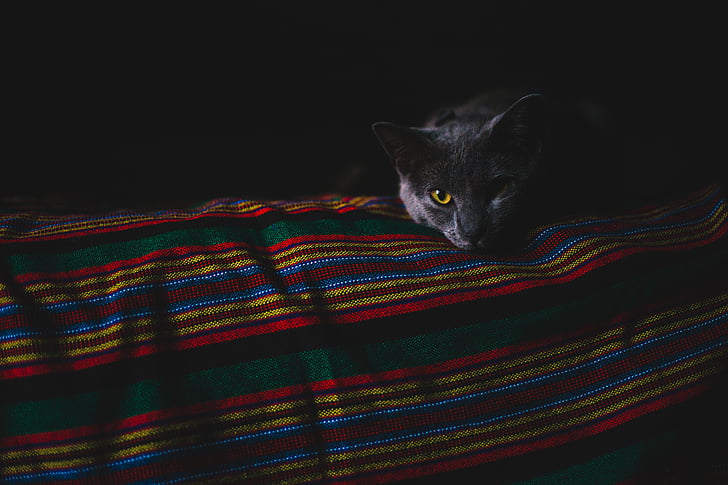 dark, room, cat, animal, pet, blanket