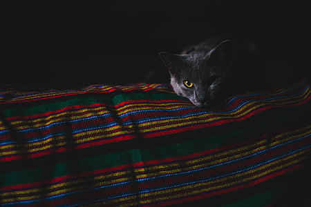 тъмно, стая, котка, животните, домашен любимец, одеяло