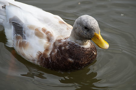 duck, drake, water, swim, water bird, close, pond