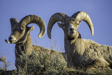 Big horn jäärade, Wildlife, lambad, pead, loodus, vaatab, portree
