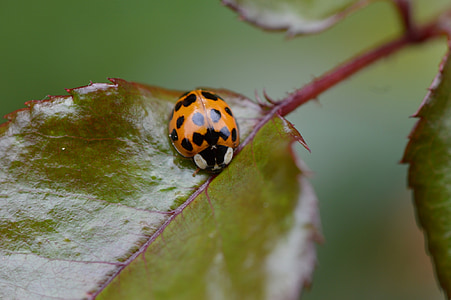 ladybug, close, insect, beetle, nature, macro, lucky charm