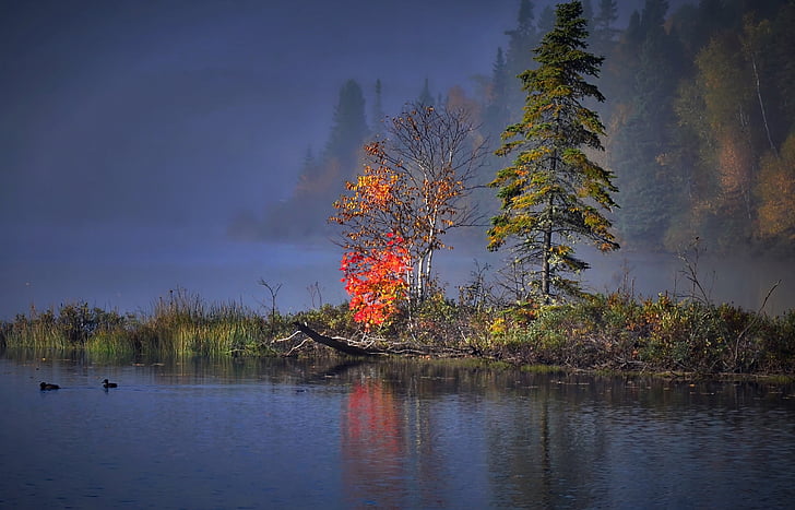 phong cảnh mùa thu, mùa thu, cây, mùa thu lá, nước, Lake, gỗ