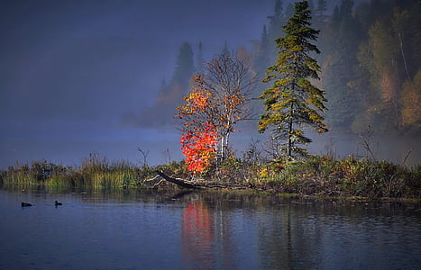 Jesenná krajina, jeseň, stromy, jesenné lístie, vody, jazero, drevo