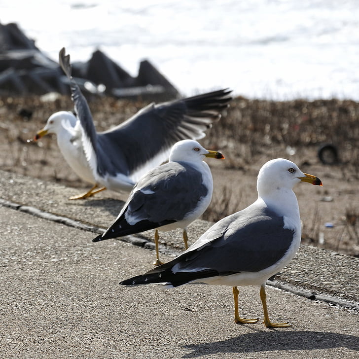 animale, mare, plajă, promenada, sea gull, Pescăruşul, păsări marine