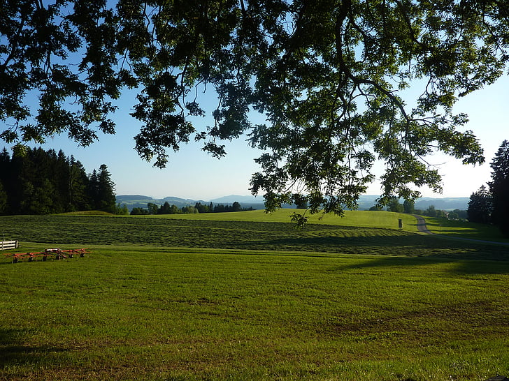 Allgäu, m gårdar, gestratz, äng, betesmark, idyll, naturen